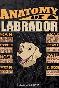 Anatomy Of A Labrador Retriever