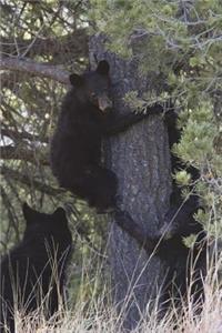 Black Bear Cubs Playing in a Tree Journal