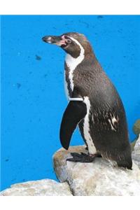 Water Penguin Penguins Ocean Antarctica Ice Snow South Pole North Arctic Polar