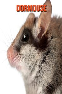 Dormouse
