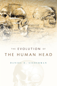 The Evolution of the Human Head