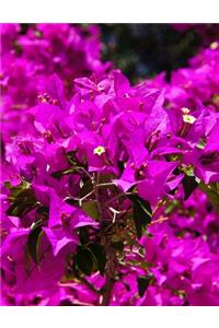 Bougainvillea Gardening Journal