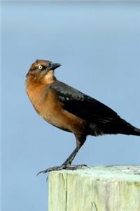 Georgia State Bird - Brown Thrasher Journal