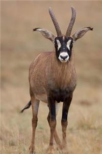 A Young Roan Antelope in Africa Journal: 150 Page Lined Notebook/Diary