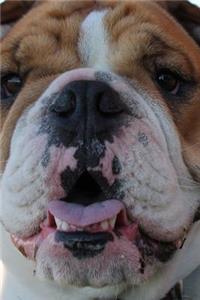 So Adorable Brown and White English Bulldog Puppy Dog Journal