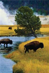 Bison Crossing Journal