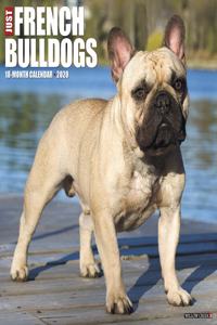 Just French Bulldogs 2020 Wall Calendar (Dog Breed Calendar)