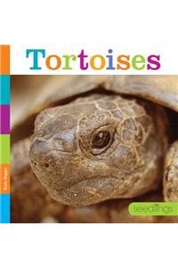 Tortoises