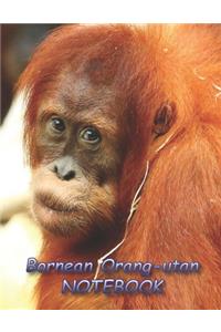 Bornean Orang-utan NOTEBOOK