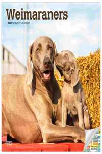 Weimaraners 2022 Square