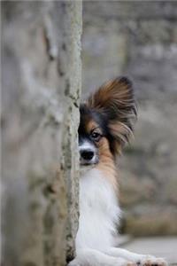 Papillon Dog Playing Hide and Seek Journal