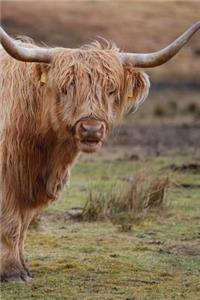 Highland Cows Notebook