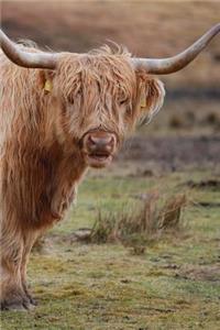 Highland Cows Notebook