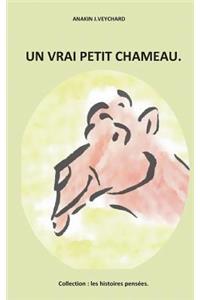 Un Vrai Petit Chameau