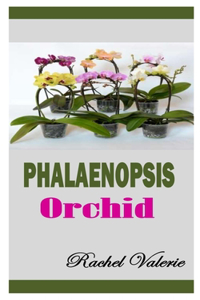 Phalaenopsis Orchid