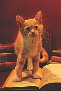 Orange Ginger Tabby Kitten