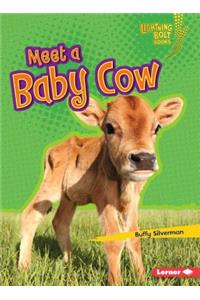 Meet a Baby Cow