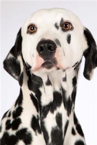Such a Sweet Black and White Dalmatian Puppy Dog Journal