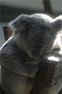 Koala Taking an Afternoon Nap Journal