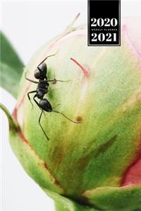 Ant Insect Myrmecology Week Planner Weekly Organizer Calendar 2020 / 2021 - Crawling on Rose