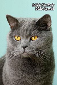British Shorthair 2020 Agenda