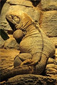 Jamaican Iguana Climbing a Rock Journal