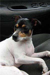 Chilean Fox Terrier Sitting in the Car Journal