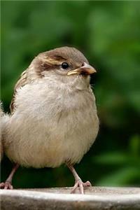 Sparrows Notebook