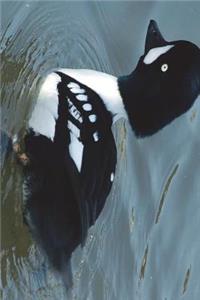 Barrow's Goldeneye Duck Male Journal