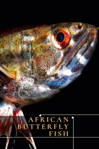 African Butterfly Fish