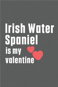 Irish Water Spaniel is my valentine