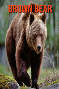 Brown Bear