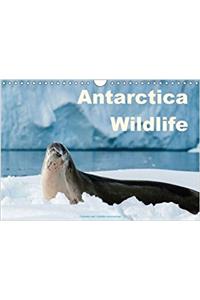 Antarctica Wildlife / UK-Version 2017