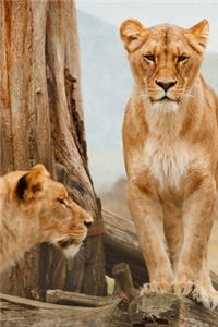 Lioness 2020 Weekly Monthly Planner