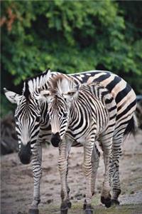 Zebra Zebra Side By Side Journal