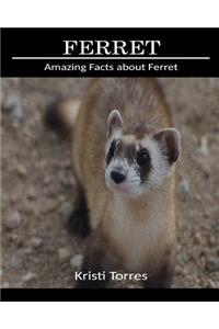 Amazing Facts about Ferret
