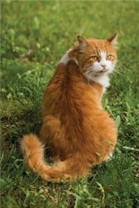 Notebook - Ginger Cat