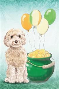 Cockapoo