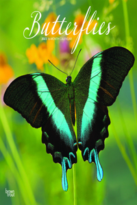 Butterflies 2023 Square