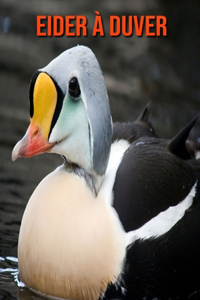 Eider à Duver