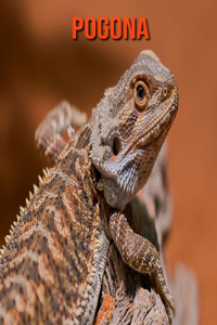 Pogona