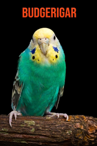 Budgerigar