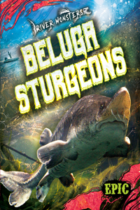 Beluga Sturgeons