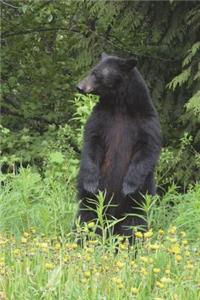 The Black Bear Journal