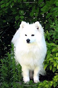 American Eskimo Dog: 