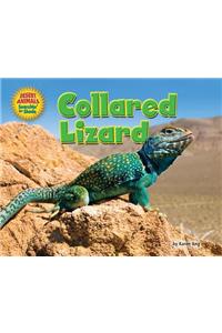 Collared Lizard