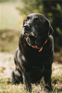 Labrador Retriever Dog Pup Puppy Doggie Notebook Bullet Journal Diary Composition Book Notepad - Sitting at Sunset
