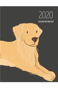 2020 Golden Retriever