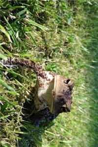 Common Frog in the Grass Journal