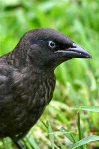 Brewer's Blackbird (Euphagus Cyanocephalus) Bird Journal: 150 page lined notebook/diary